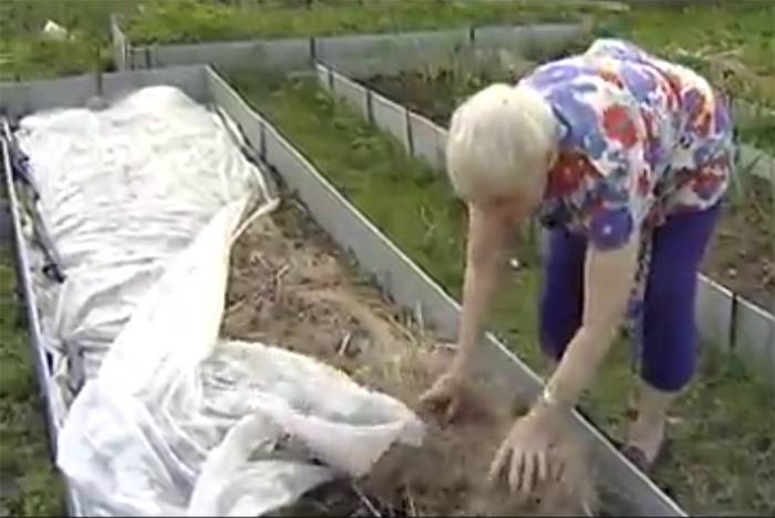 Посадка и выращивание картофеля по методу галины кизимы: особенности и правила посадки, отзывы – сад и огород своими руками