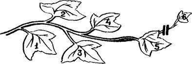 Формирование тыквы: как правильно прищипывать в открытом грунте, видео