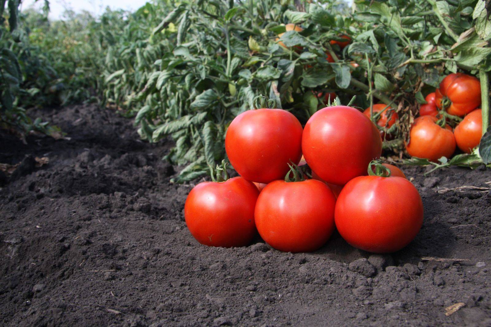 Сорта низкорослых томатов для открытого грунта: рекомендации по выбору для выращивания