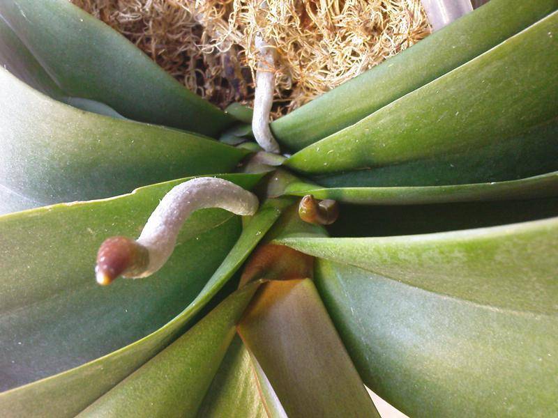 Как получить и вырастить цветонос орхидеи дома