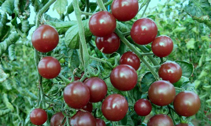 Характеристика и описание сорта томата черри вишня красная, его урожайность