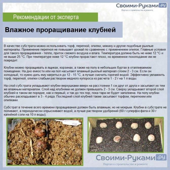 ✅ на какой день и когда всходит картофель после посадки, советы - tehnomir32.ru