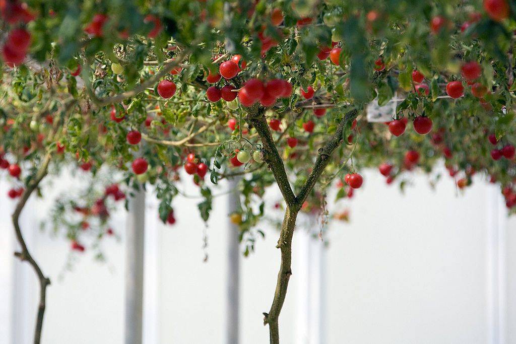 Цифомандра - выращиваем томатное дерево в комнате