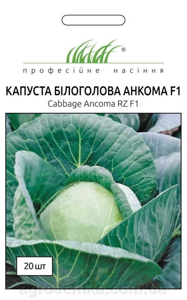 Капуста анкома f1: характеристика и описание сорта, фото, отзывы