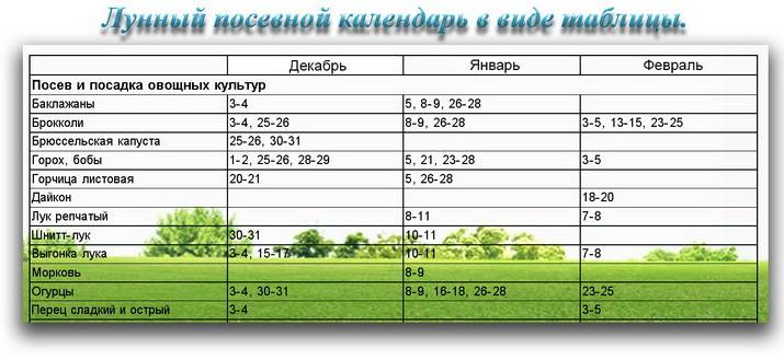 Огурцы на рассаду – когда сажать рассаду огурцов в 2021 году по лунному календарю?