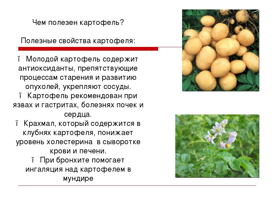 Полезные свойства картофеля для организма человека