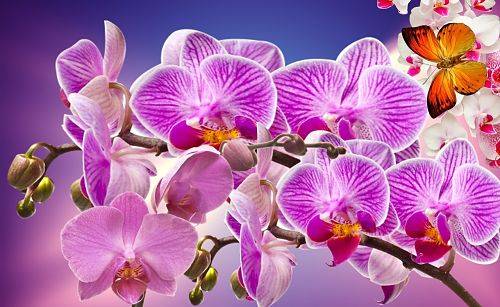 Чесночная вода для орхидей: правила полива и реанимации orchidfan.ru
