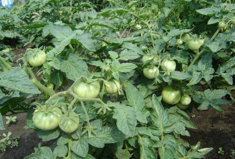 Помидоры жируют в теплице: что делать, томаты и жирование