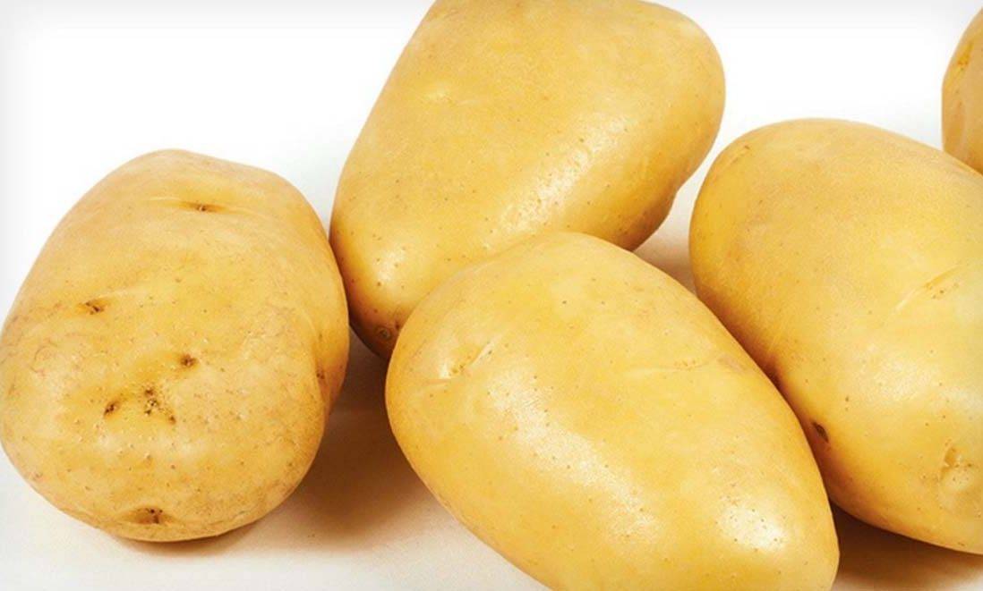 Среднеранний сорт картофеля «красавчик» с потрясающим вкусом