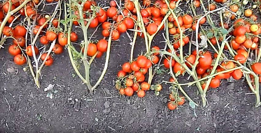 Томат засолочное чудо: характеристика и описание сорта, урожайность с фото