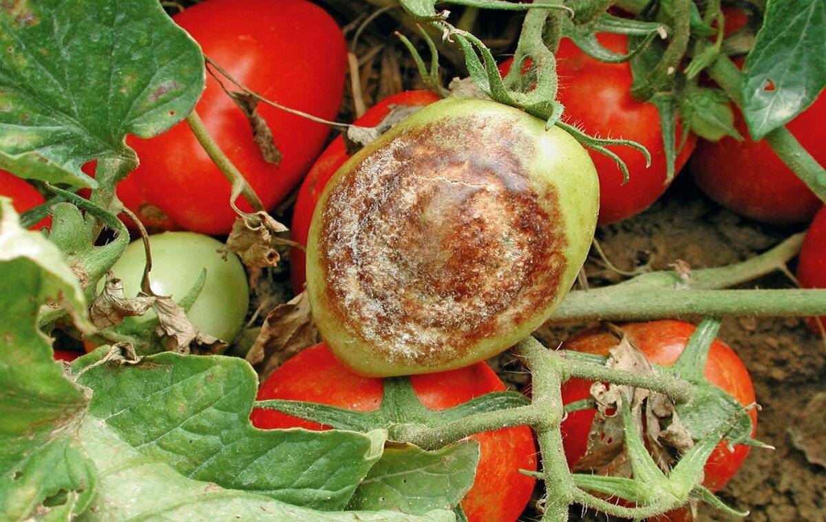 Какие бывают вирусные заболевания томатов? фото пораженных растений и их лечение