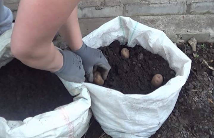Выращивание картофеля в мешках
