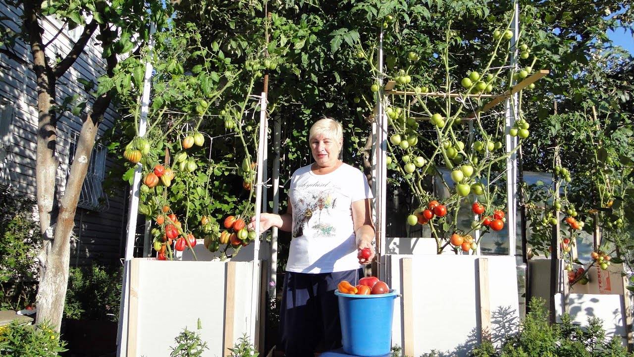 помидорное дерево: уход и выращивание в открытом грунте
