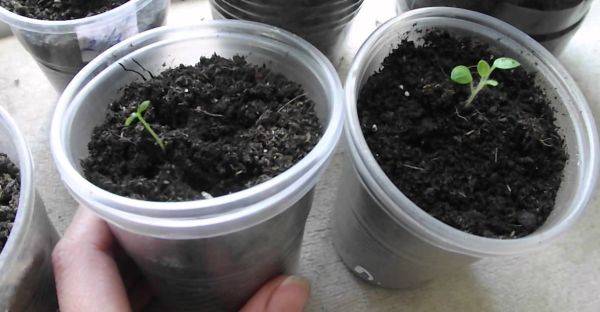Выращивание адениума из семян