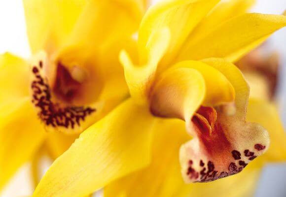 Красные орхидеи: сорта и фото, а также бывают ли эти прекрасные цветы в природе
