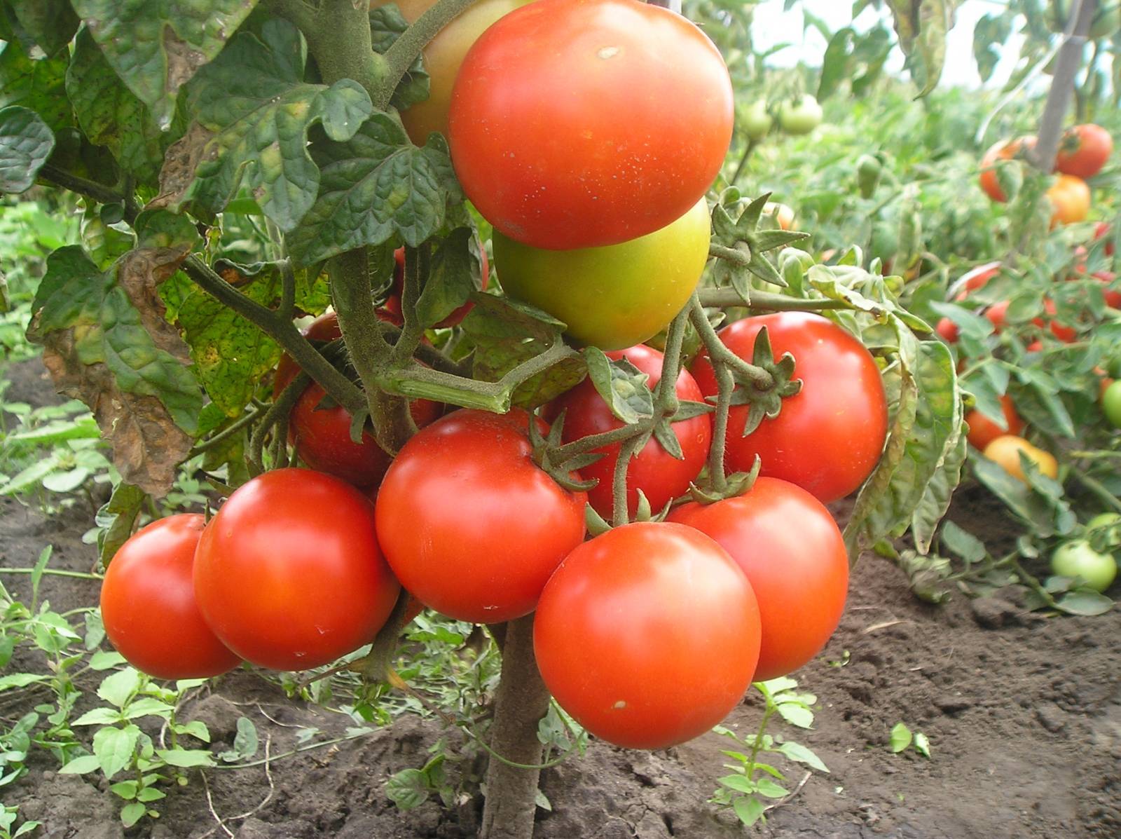 Низкорослые томаты: какие сорта помидор лучше для открытого грунта, урожайные и ранние без пасынкования, уход и выращивание