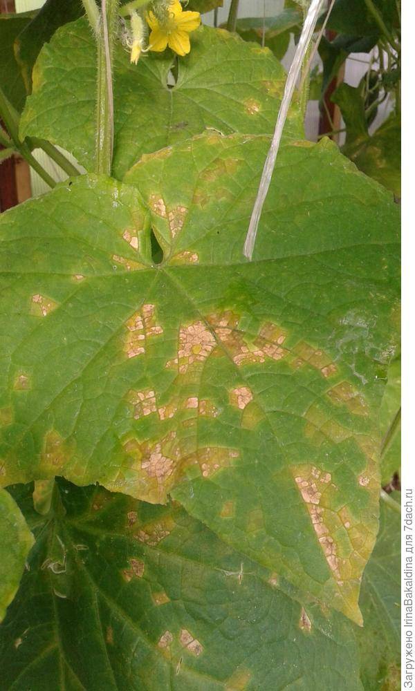 Огурцы болезни листьев фото как лечить в теплице