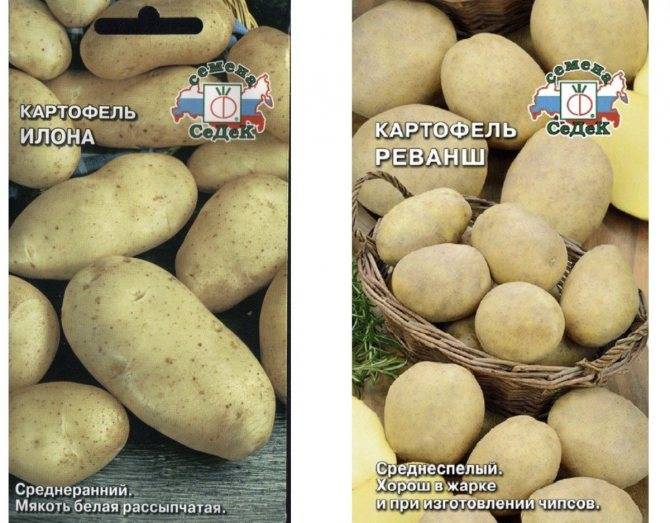Сорт картофеля «сказка» – описание и фото