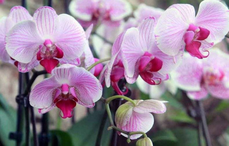 Грунт для орхидей (26 фото): какой субстрат нужен для орхидей? описание почвы «цеофлора» и других. состав грунта. как сделать его в домашних условиях?