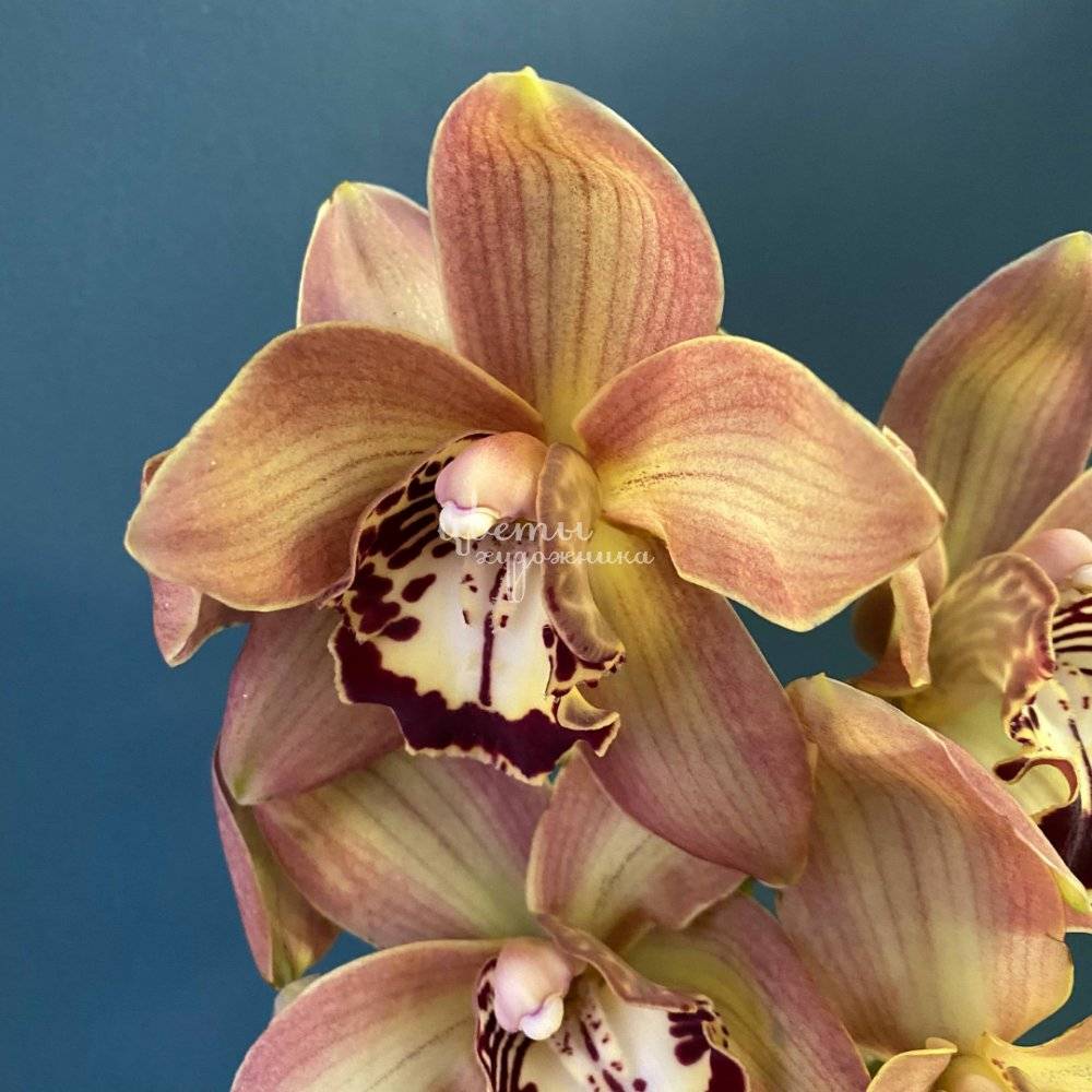 Какие бывают орхидеи комнатные и описание с фото