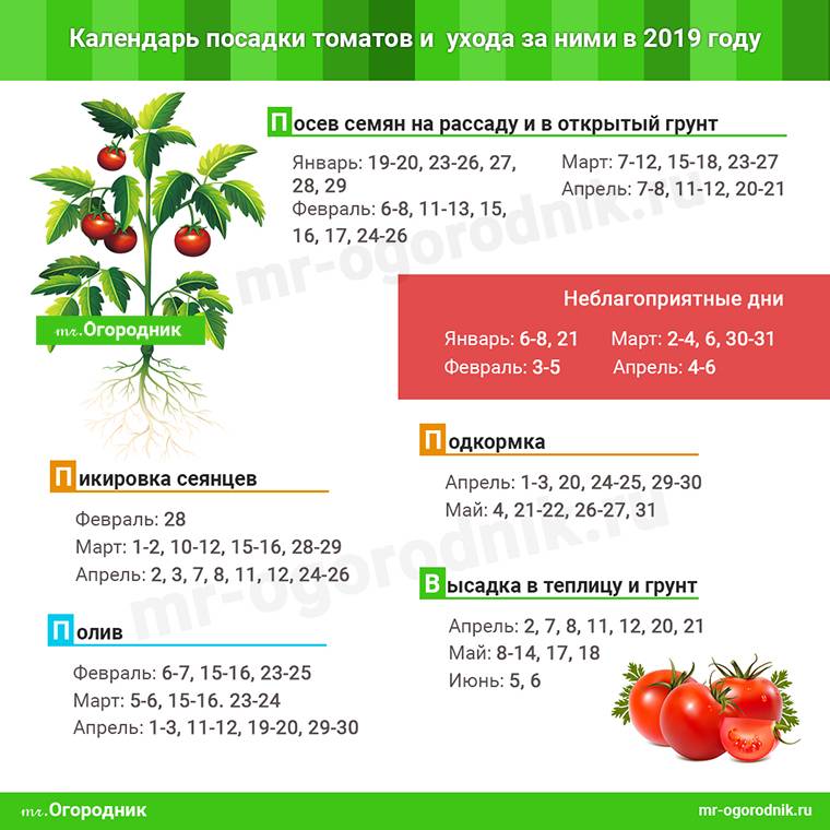 Когда сеять томаты на рассаду в 2020 году по лунному календарю благоприятные дни сроки посадки по регионам