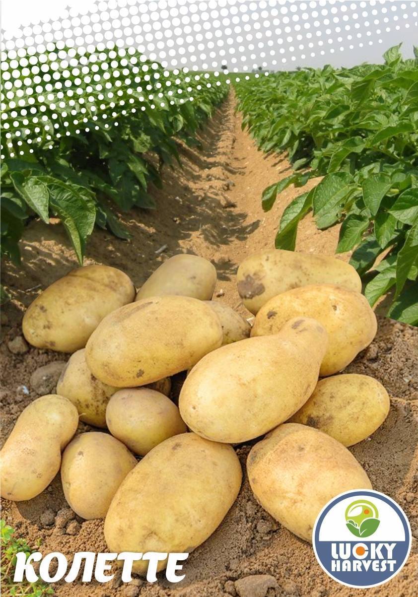Посадка картофеля сынок