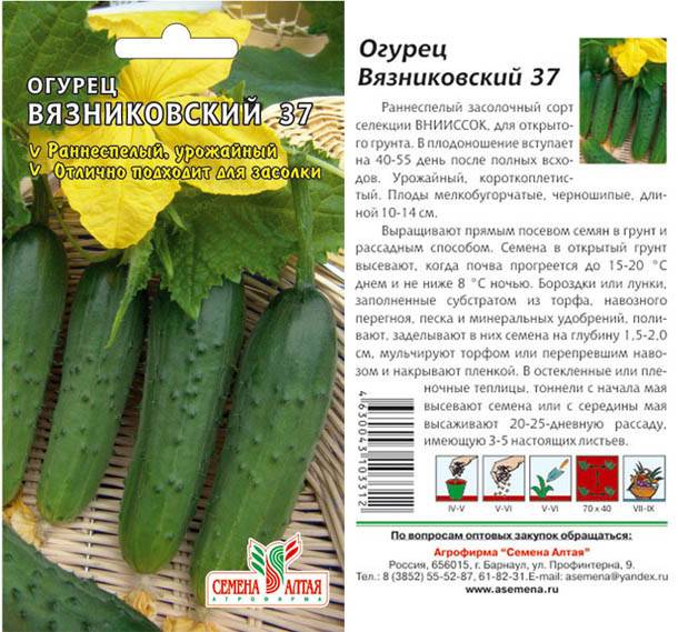 Огурец вязниковский 37 — описание и характеристика сорта