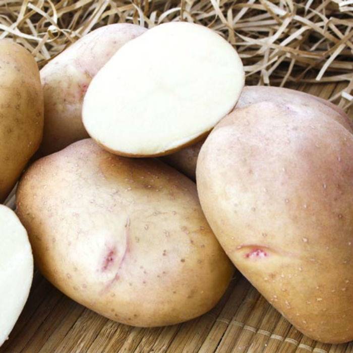 Сорт картофеля молли: описание, посадка и уход русский фермер