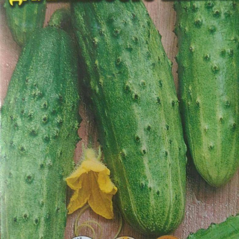 Огурец дальневосточный 27: отзывы о выращивании, характеристика и описание сорта, фото семян