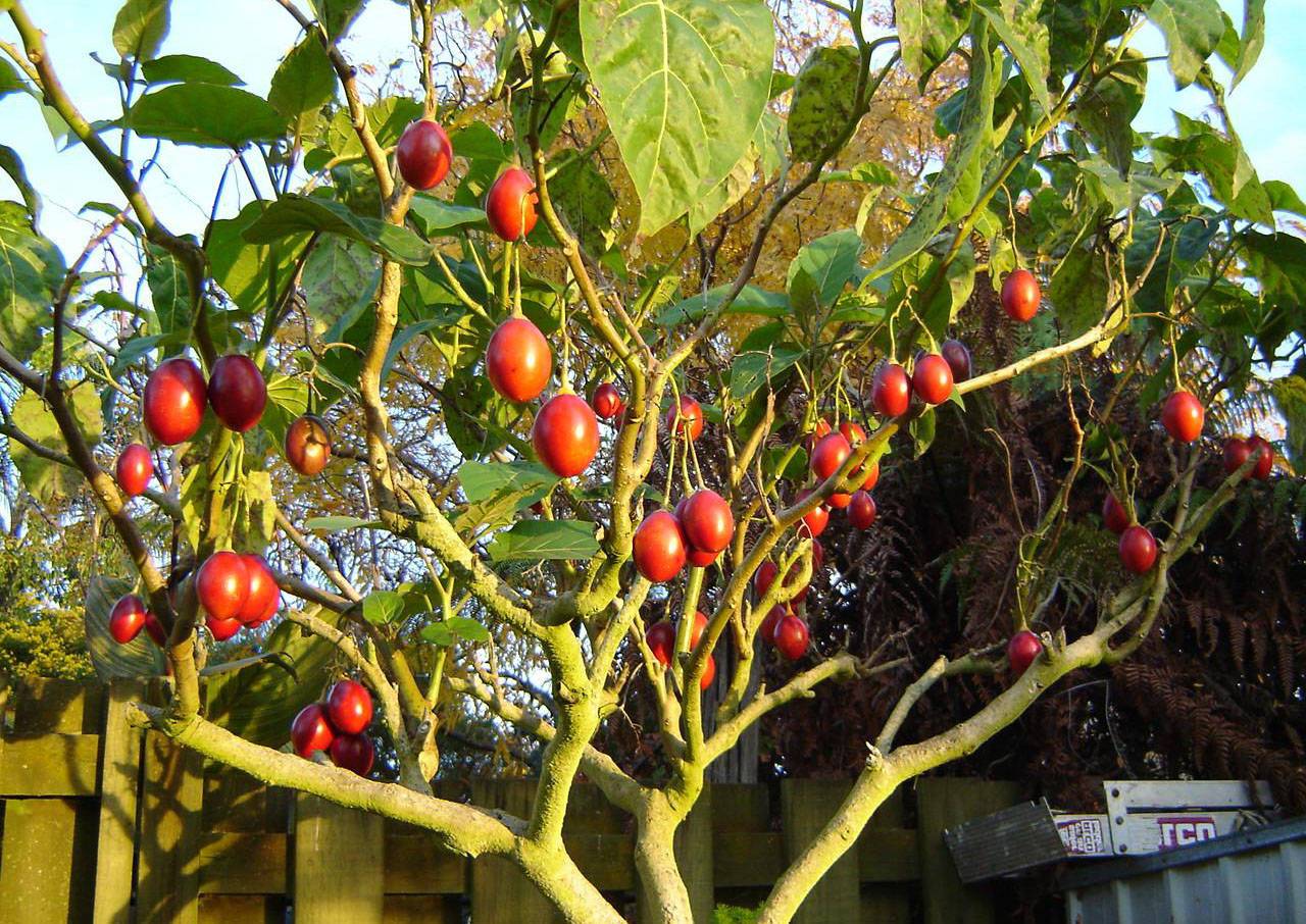 томатное дерево в открытом грунте
