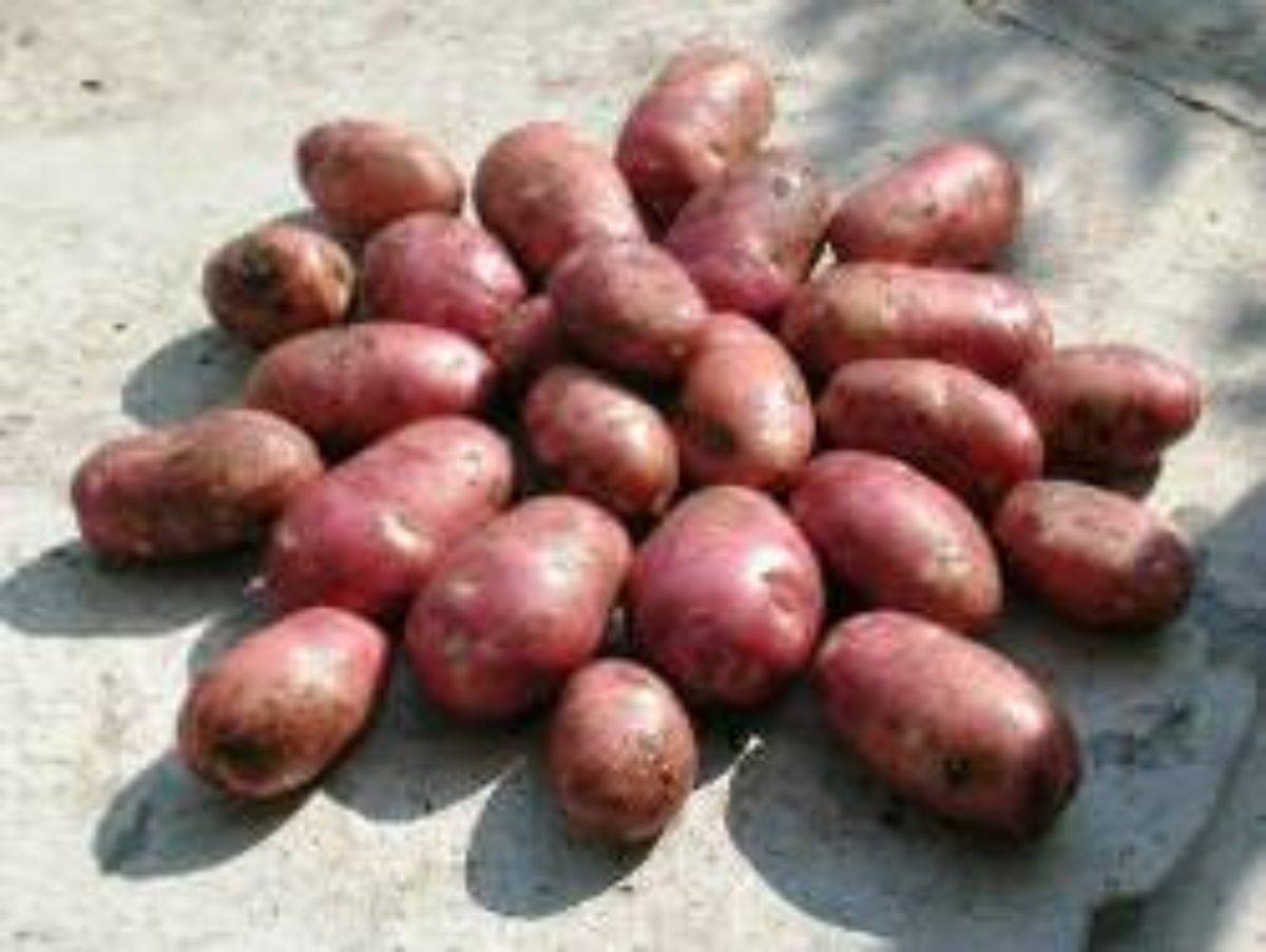 Сорт картофеля Альваро