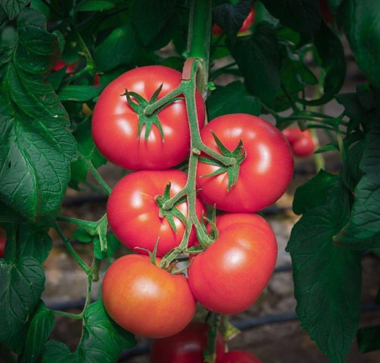 Помидоры пинк буш преимущества и агротехника выращивания томата