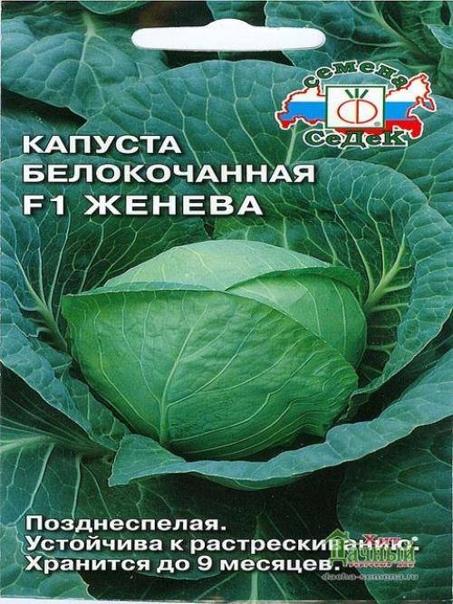 Лучшие сорта капусты для длительного хранения
