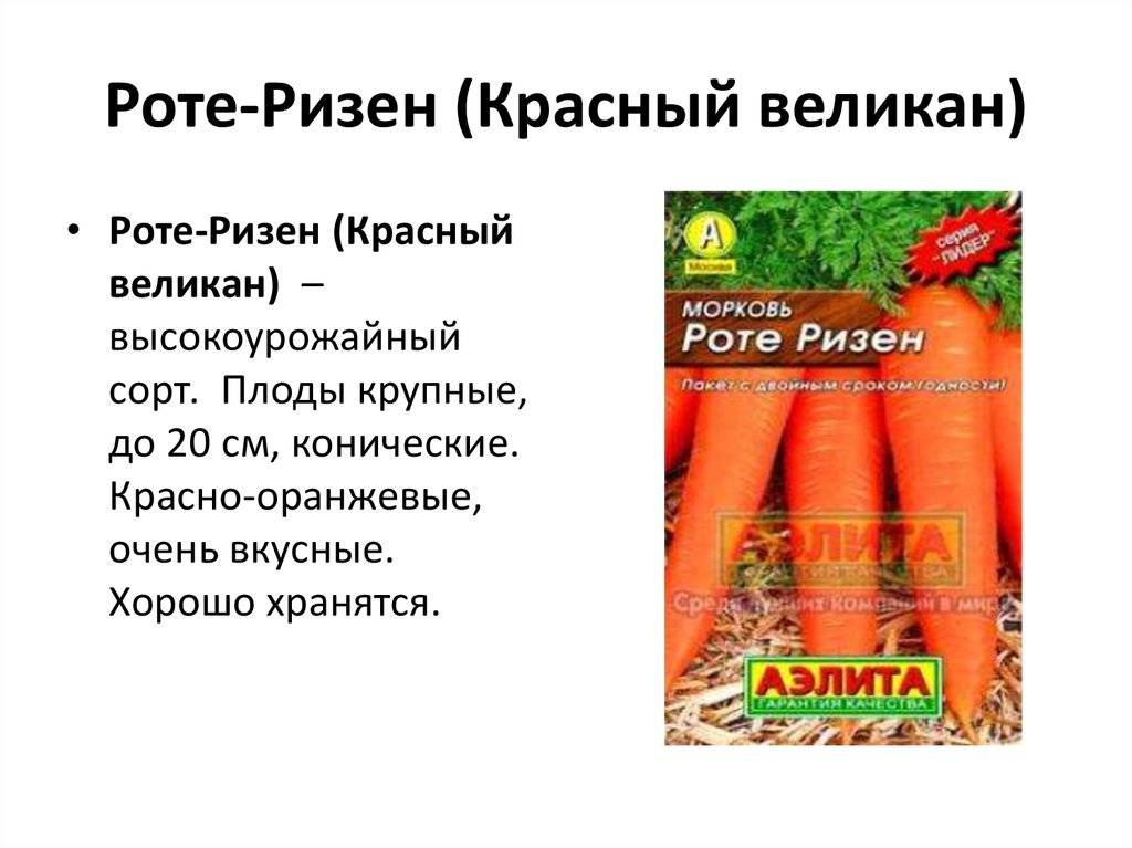 Морковь роте ризен