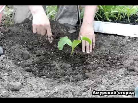 Посадка тыквы семенами в открытый грунт
