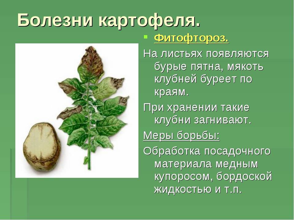 Болезни картофеля: описание, способы лечения, борьба с заболеваниями, фото – zelenj.ru – все про садоводство, земледелие, фермерство и птицеводство