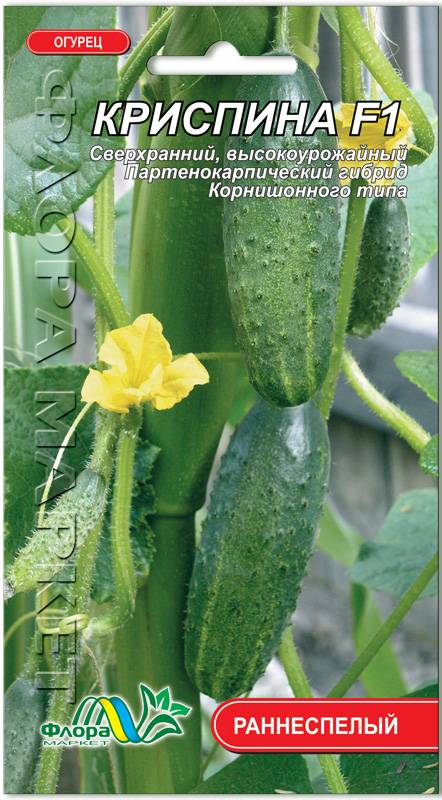 Огурец «спино»: характеристика, агротехника выращивания