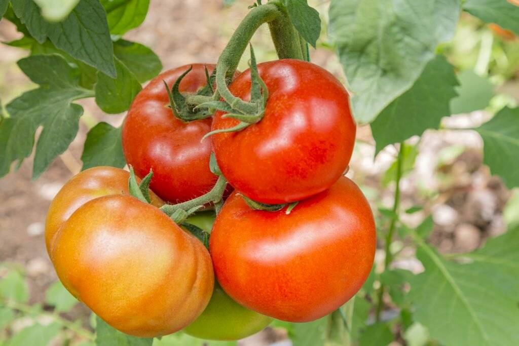 Томат бабушкино лукошко: описание сорта, отзывы, фото, урожайность | tomatland.ru