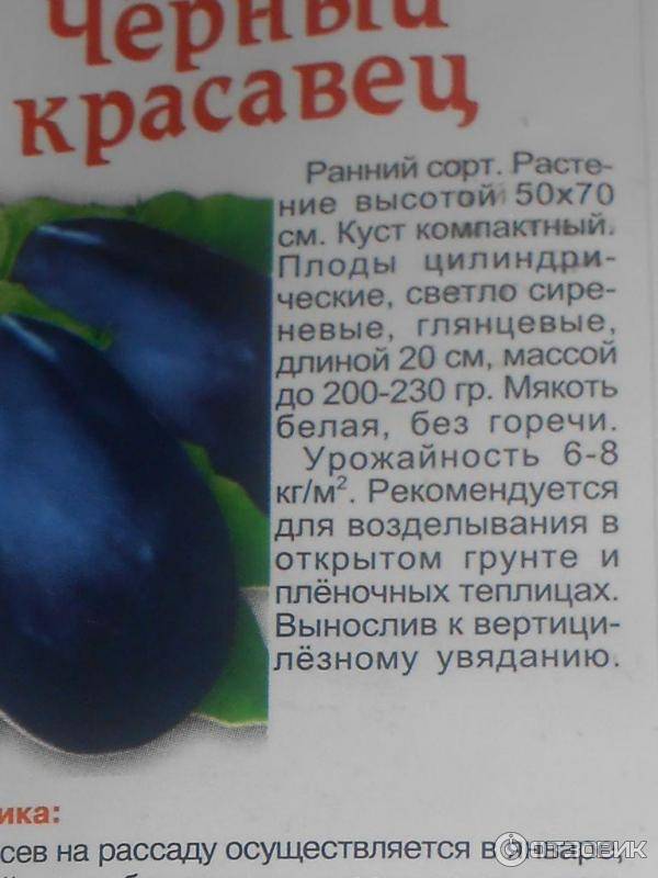 Характеристики и выращивание баклажана «черный красавец»