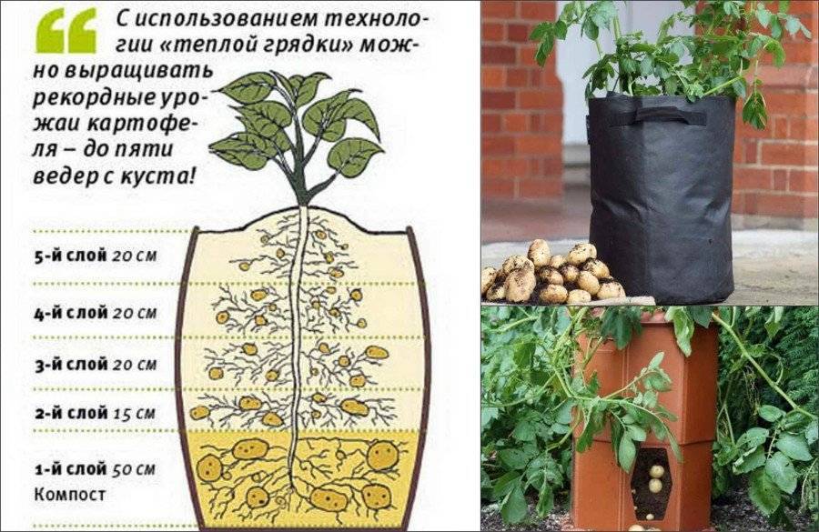 Выращивание картофеля в мешках: технология пошагово, посадка