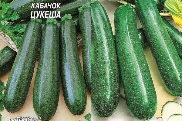 19 самых лучших сортов кабачков: описание | (фото) +отзывы