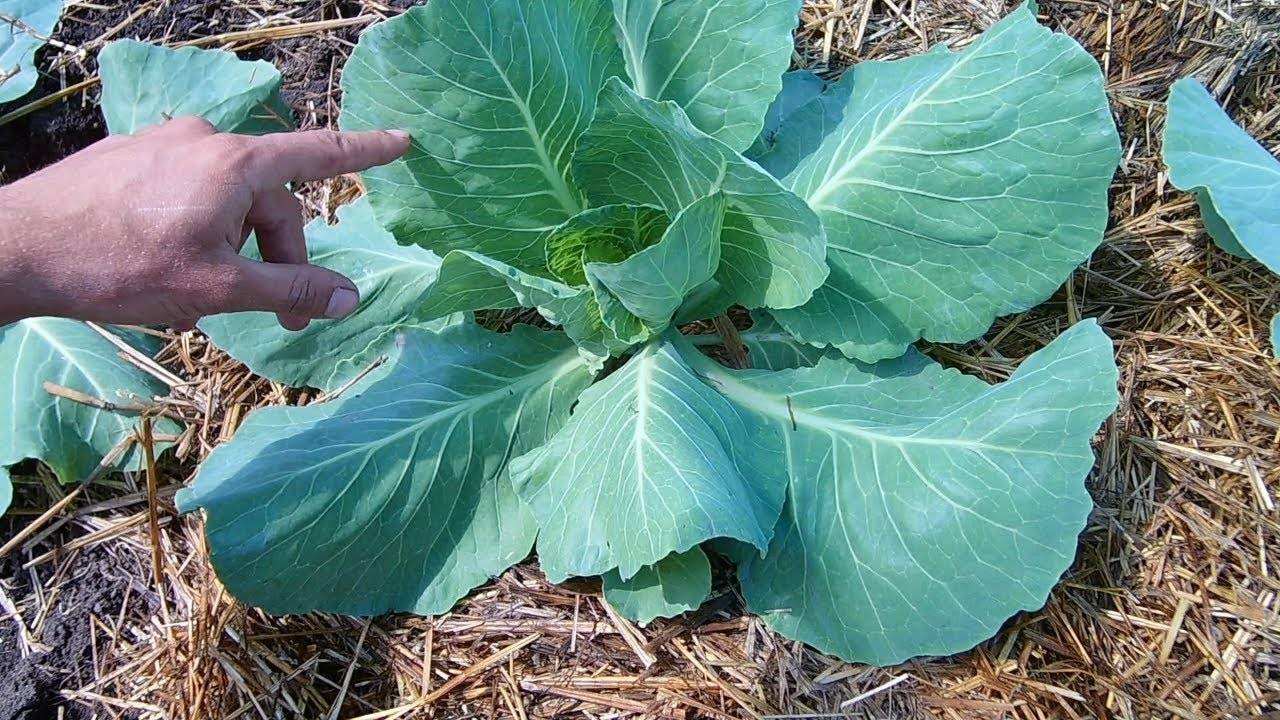 Что дать капусте, чтобы быстро росла в грунте из народных средств