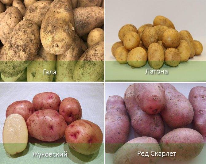 Описание сорта картофеля латона