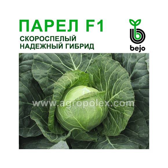 Правила выращивания и выбор сортов ранней капусты