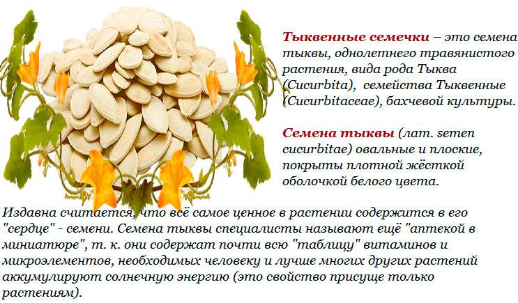 Кабачковые семечки: польза и вред для мужчин и женщин