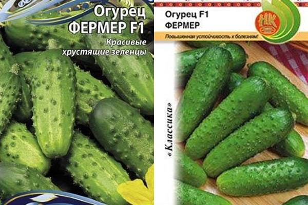 Сорта огурцов на букву ф: фермер, филиппок