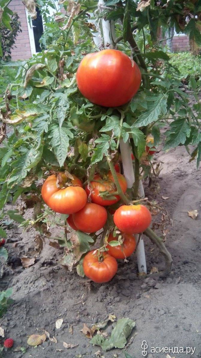 Томат "король королей": описание сорта, характеристики плодов-помидоров, рекомендации по выращиванию и фото-материалы русский фермер