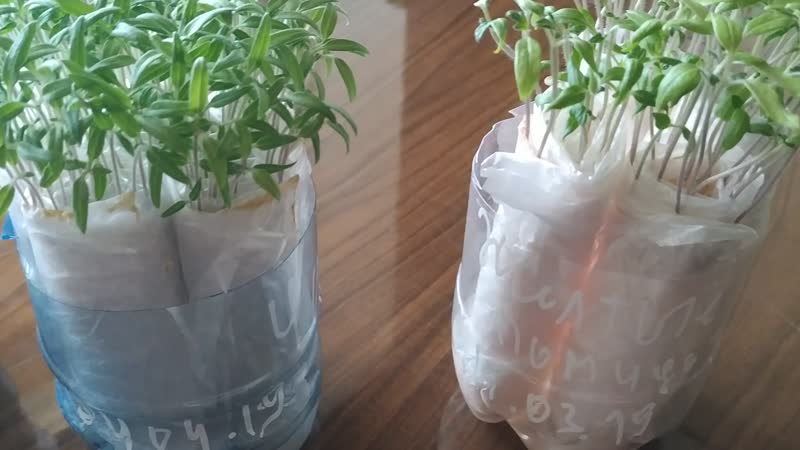 Подкормка рассады томатов и перца в домашних условиях: народные средства, удобрения