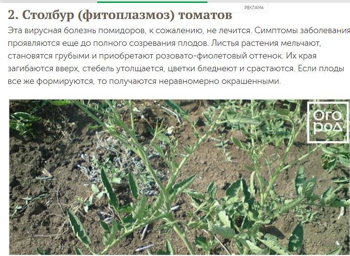Столбур томатов: меры борьбы, признаки болезни