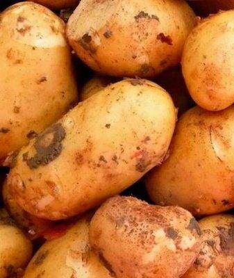 Картофель жуковский: описание сорта, посадка, уход, отзывы